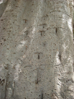 03 Les Traces De Sabots Du Cheval De Yendabili